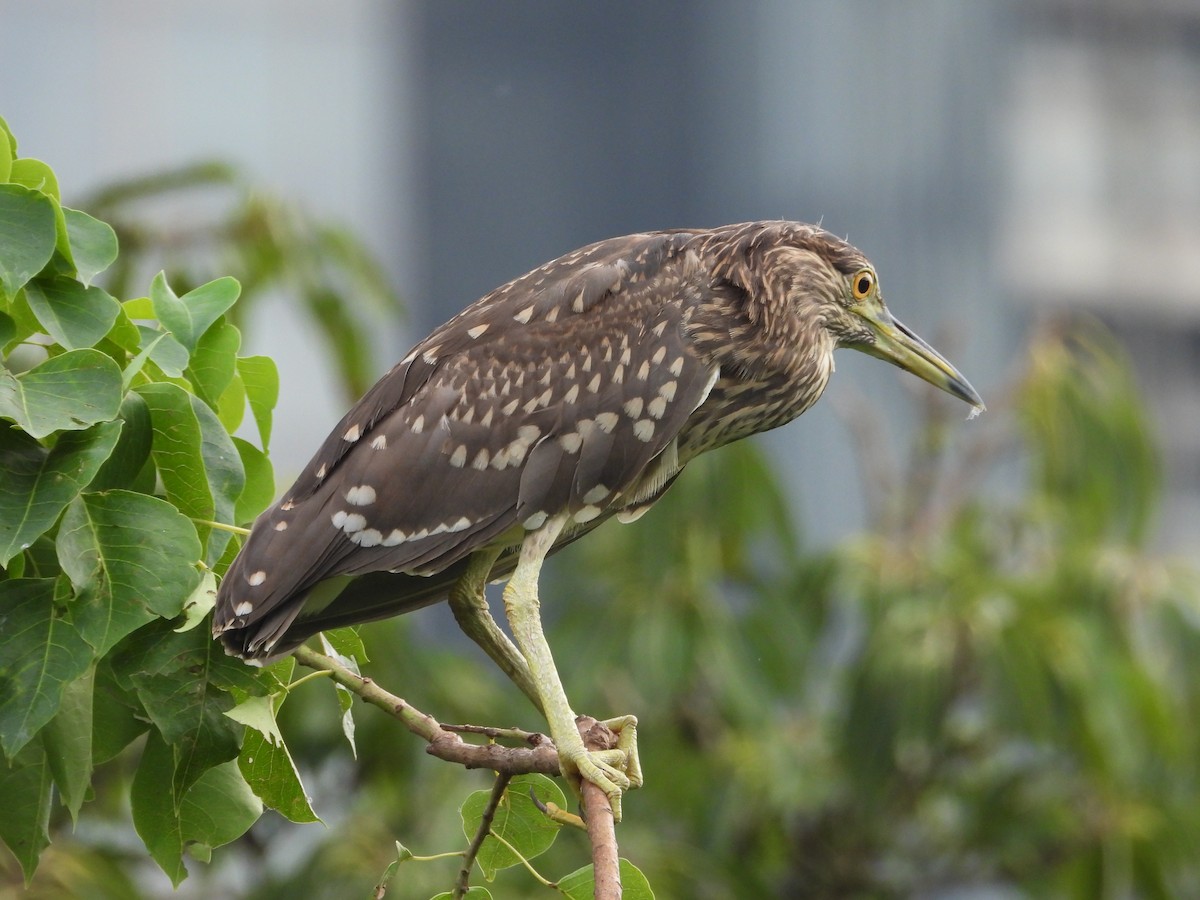 Black-crowned Night Heron - ML638826839