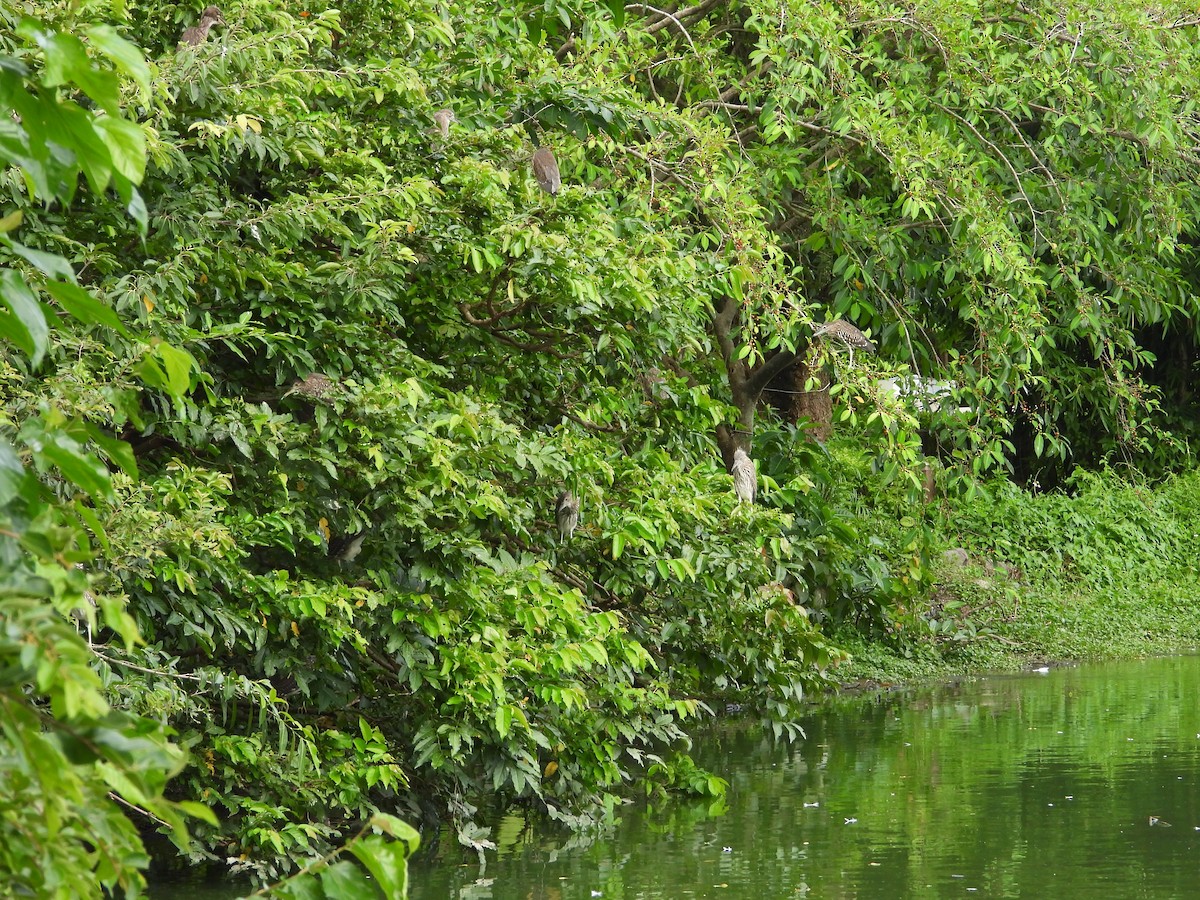 Black-crowned Night Heron - ML638826840