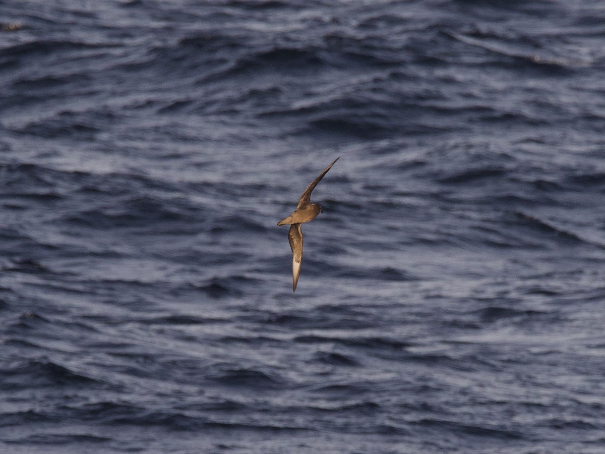 Murphy's Petrel - ML638826907