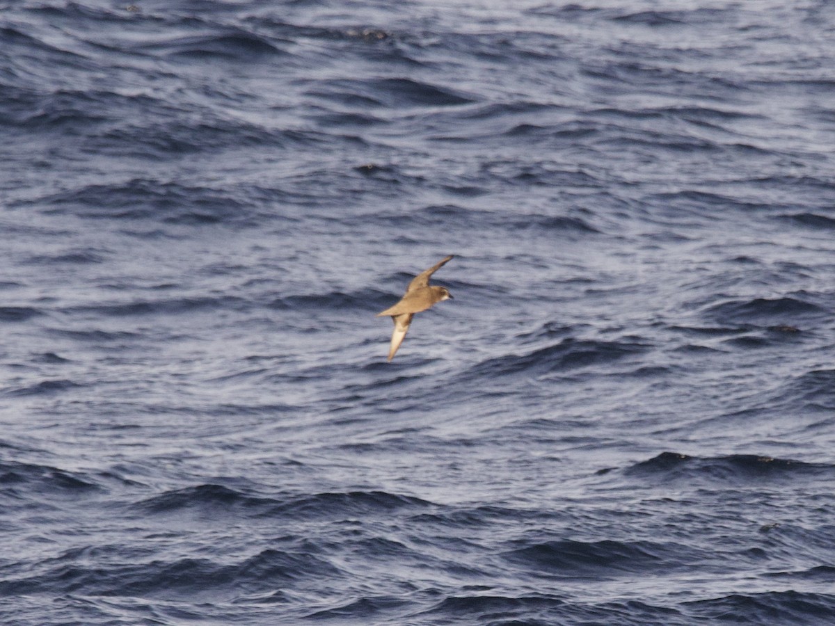 Murphy's Petrel - ML638826908
