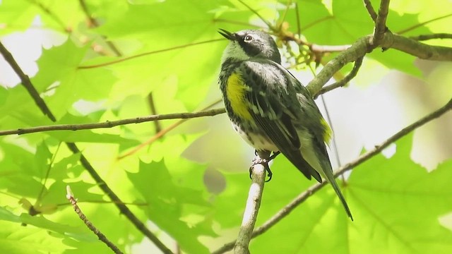 Yellow-rumped Warbler (Myrtle) - ML638826911