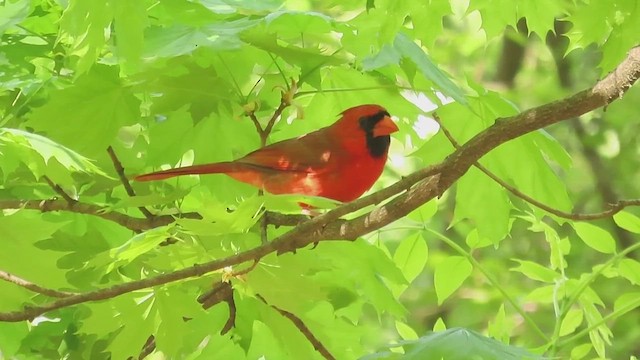 Northern Cardinal - ML638826922