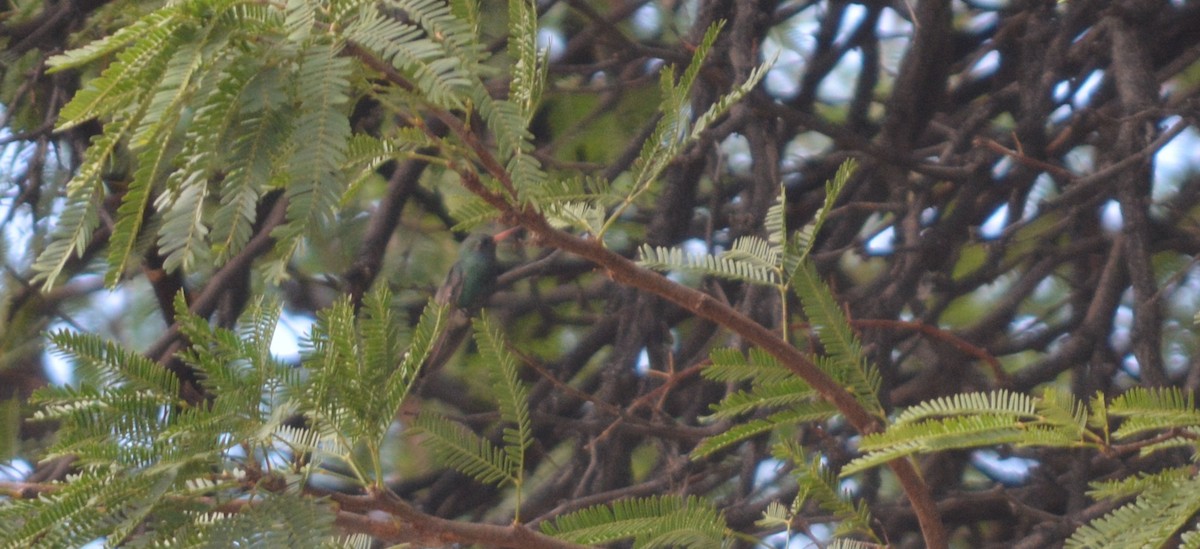 Broad-billed Hummingbird - ML638826938
