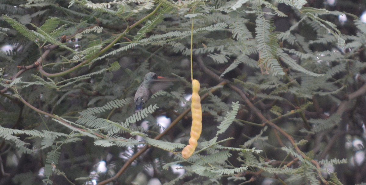 Broad-billed Hummingbird - ML638826943