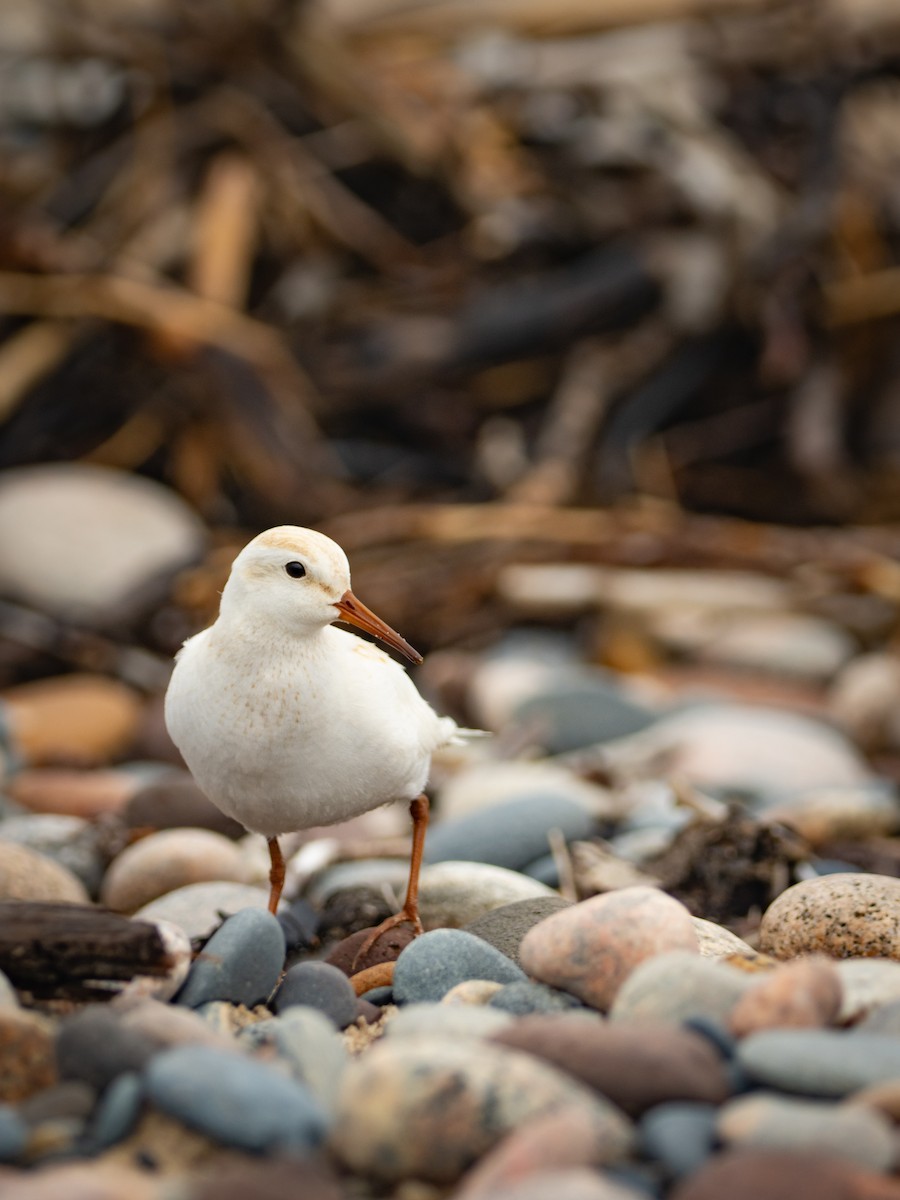 bonapartesnipe - ML638826968