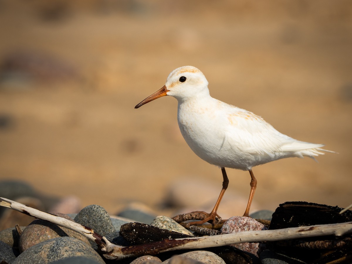 bonapartesnipe - ML638826969