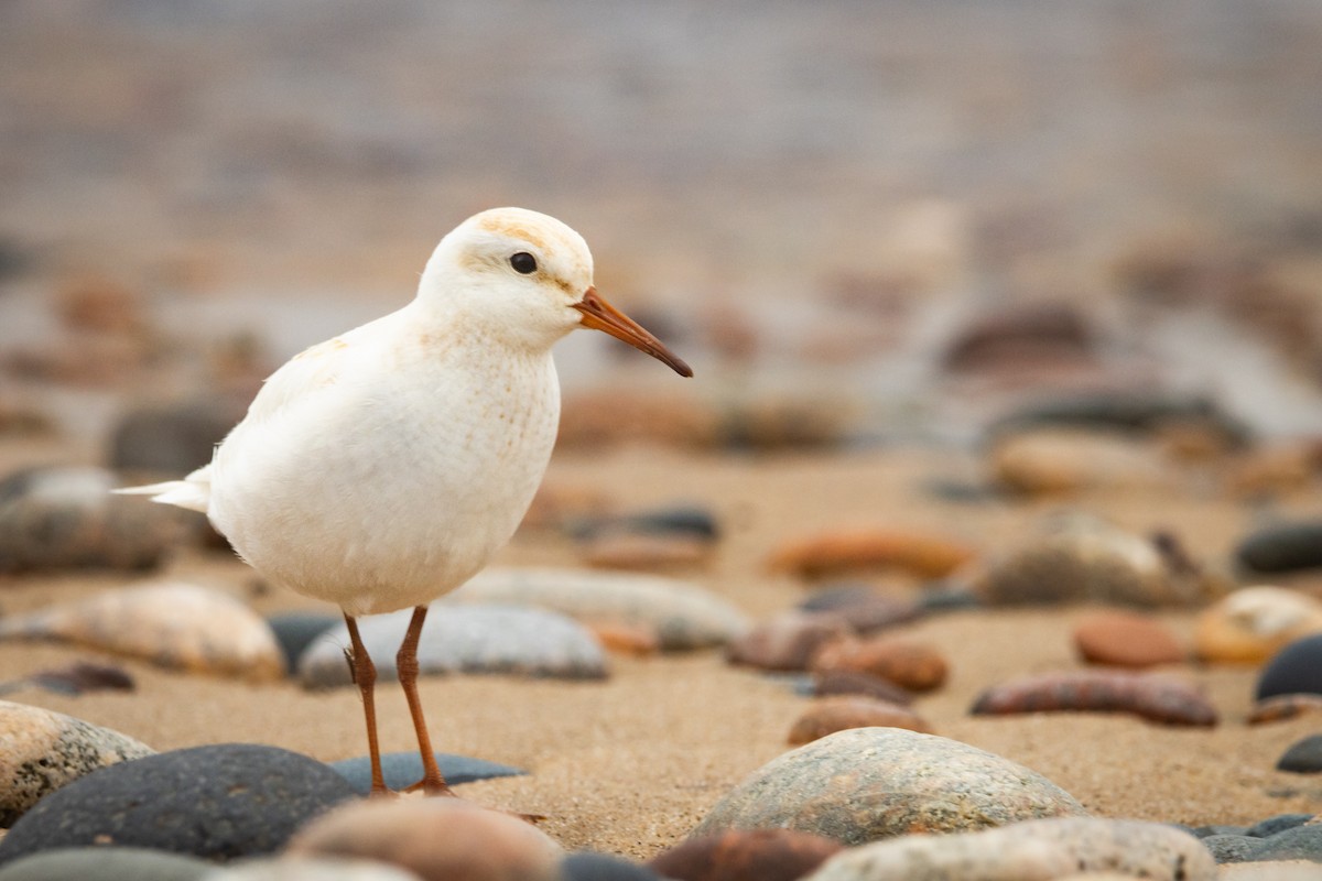 bonapartesnipe - ML638826970