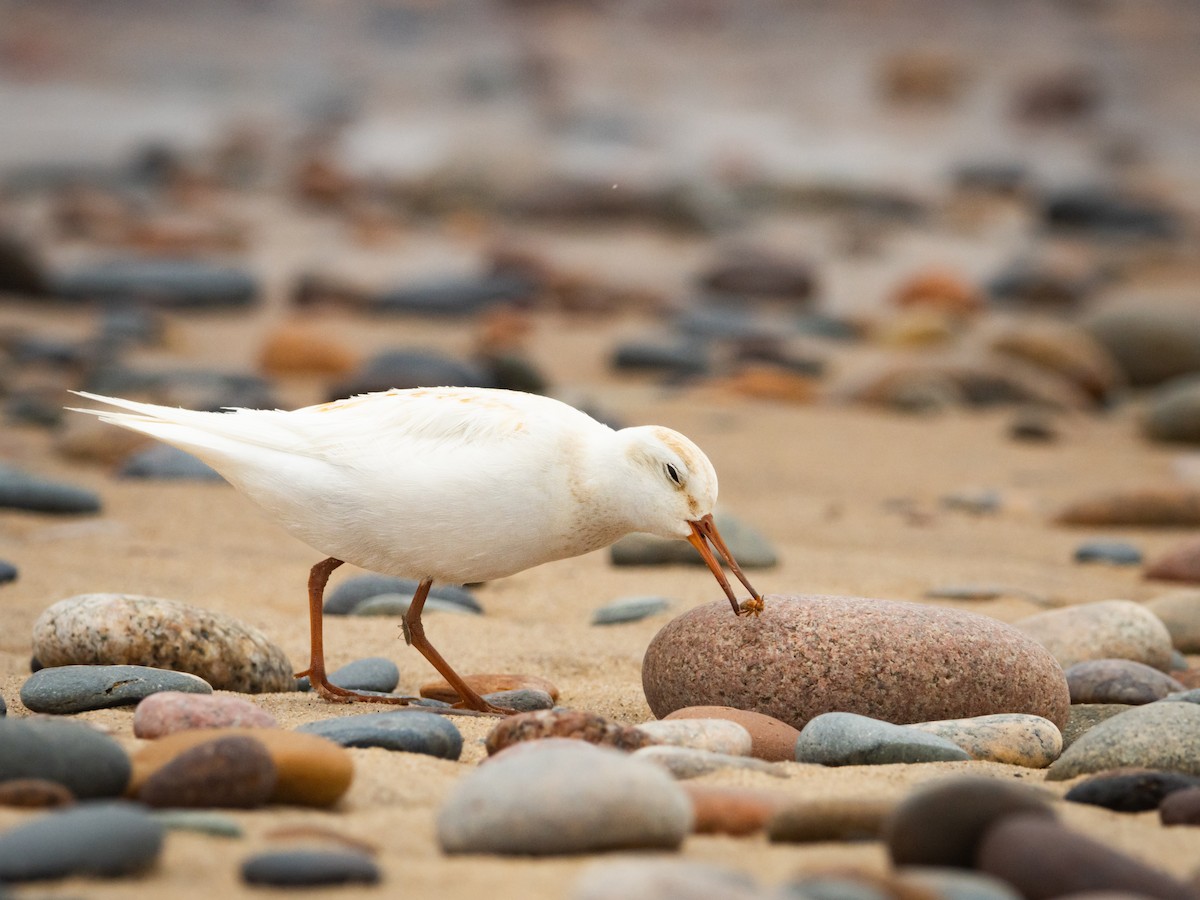 bonapartesnipe - ML638826972