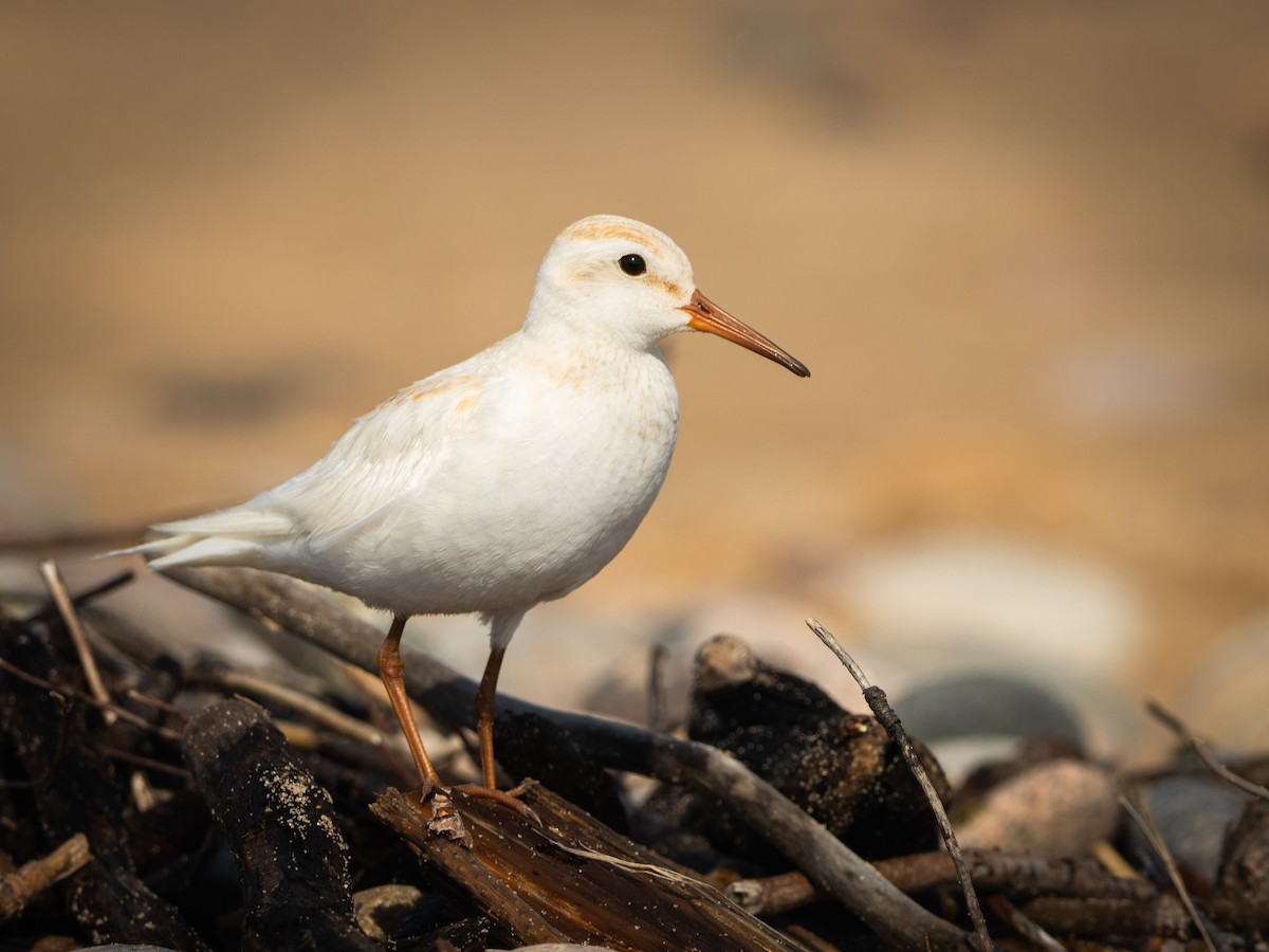 bonapartesnipe - ML638826973