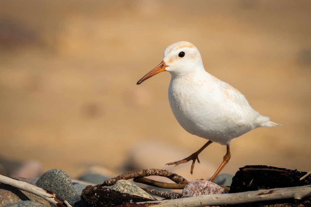 bonapartesnipe - ML638826974