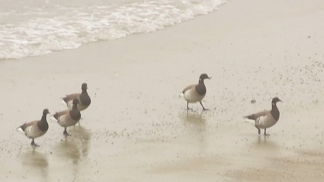 Brant (Atlantic) - ML638826979