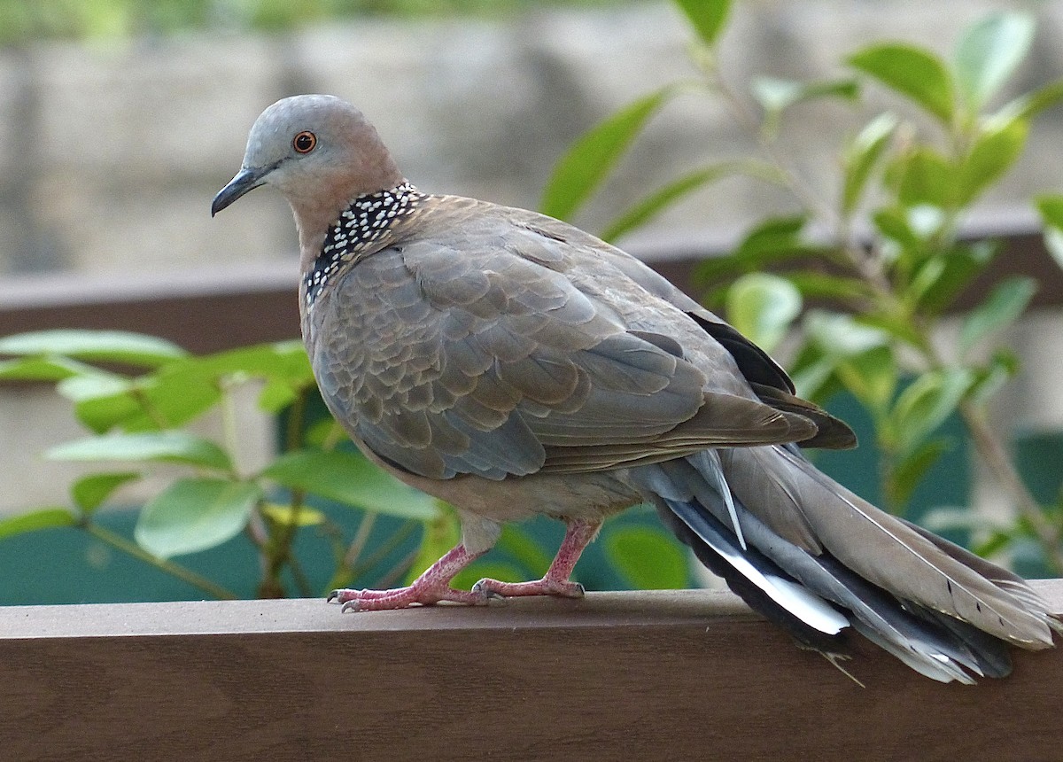 Spotted Dove - ML638826986