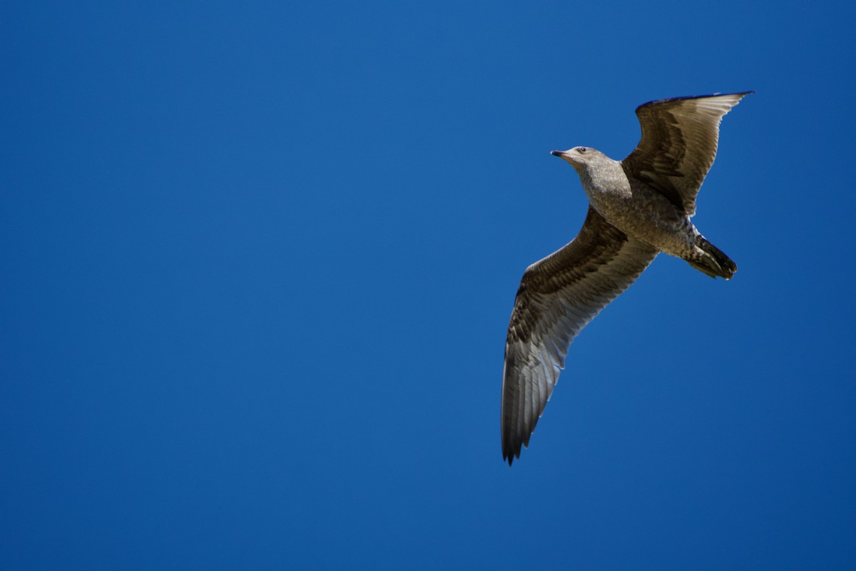gull sp. - ML638827012