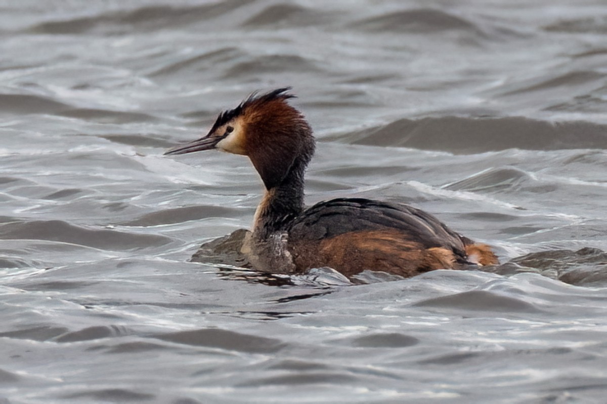Great Crested Grebe - ML638827017