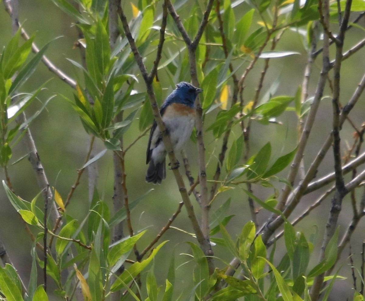 Lazuli Bunting - ML638827030