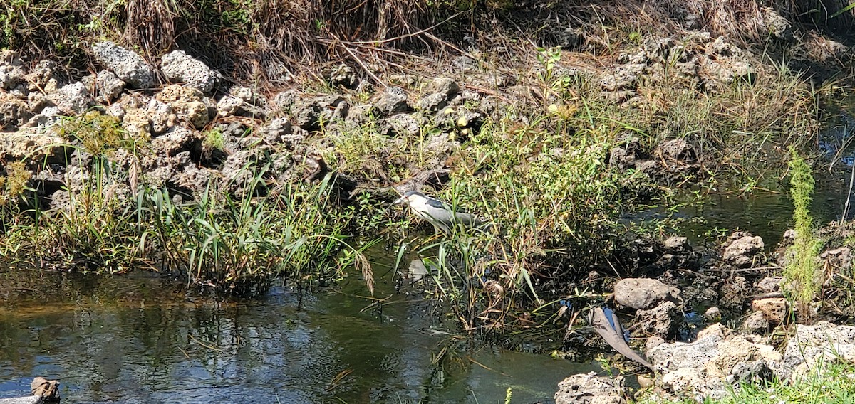 Black-crowned Night Heron - ML638827032