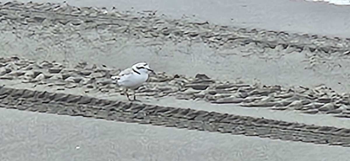 Snowy Plover - ML638827037