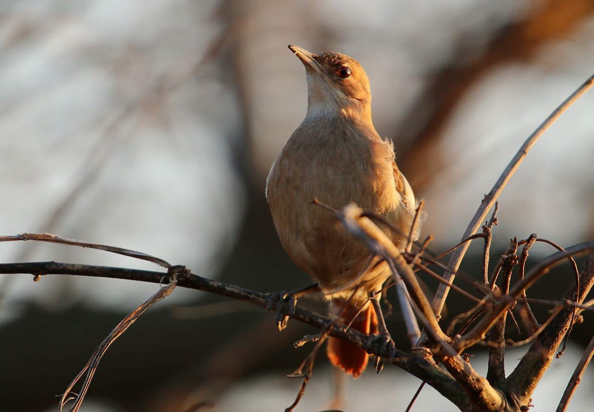 Rufous Hornero - ML638827043