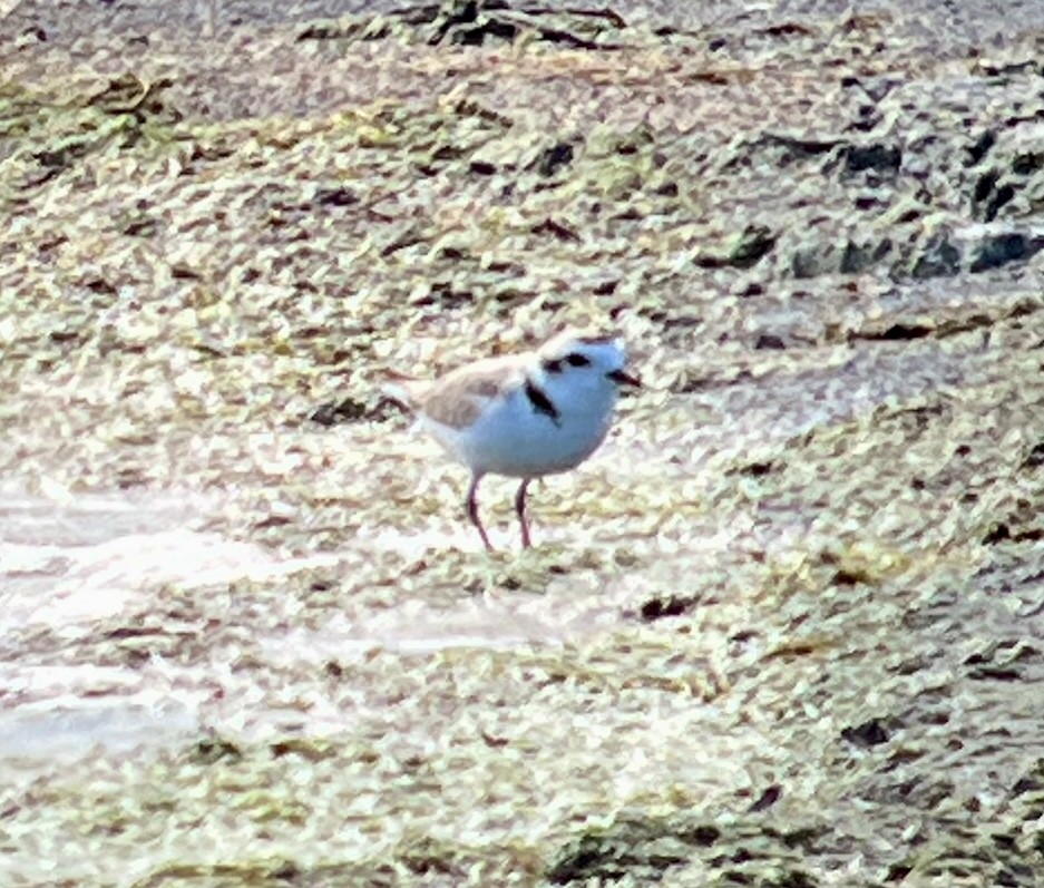 Snowy Plover - ML638827054