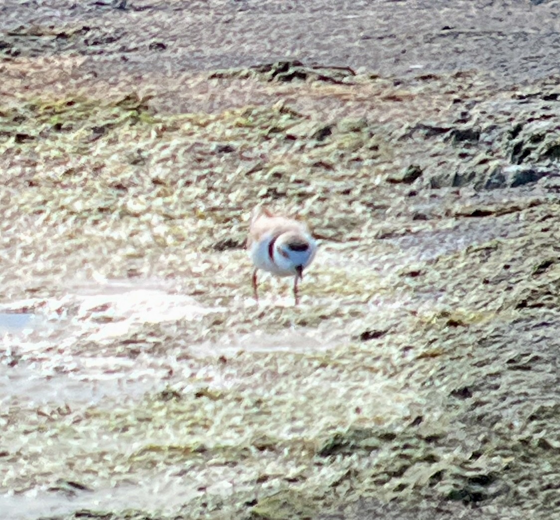 Snowy Plover - ML638827055