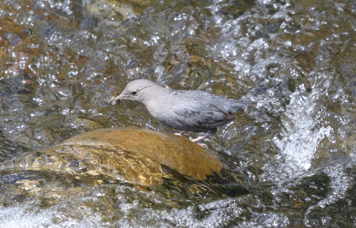 American Dipper - ML638827056