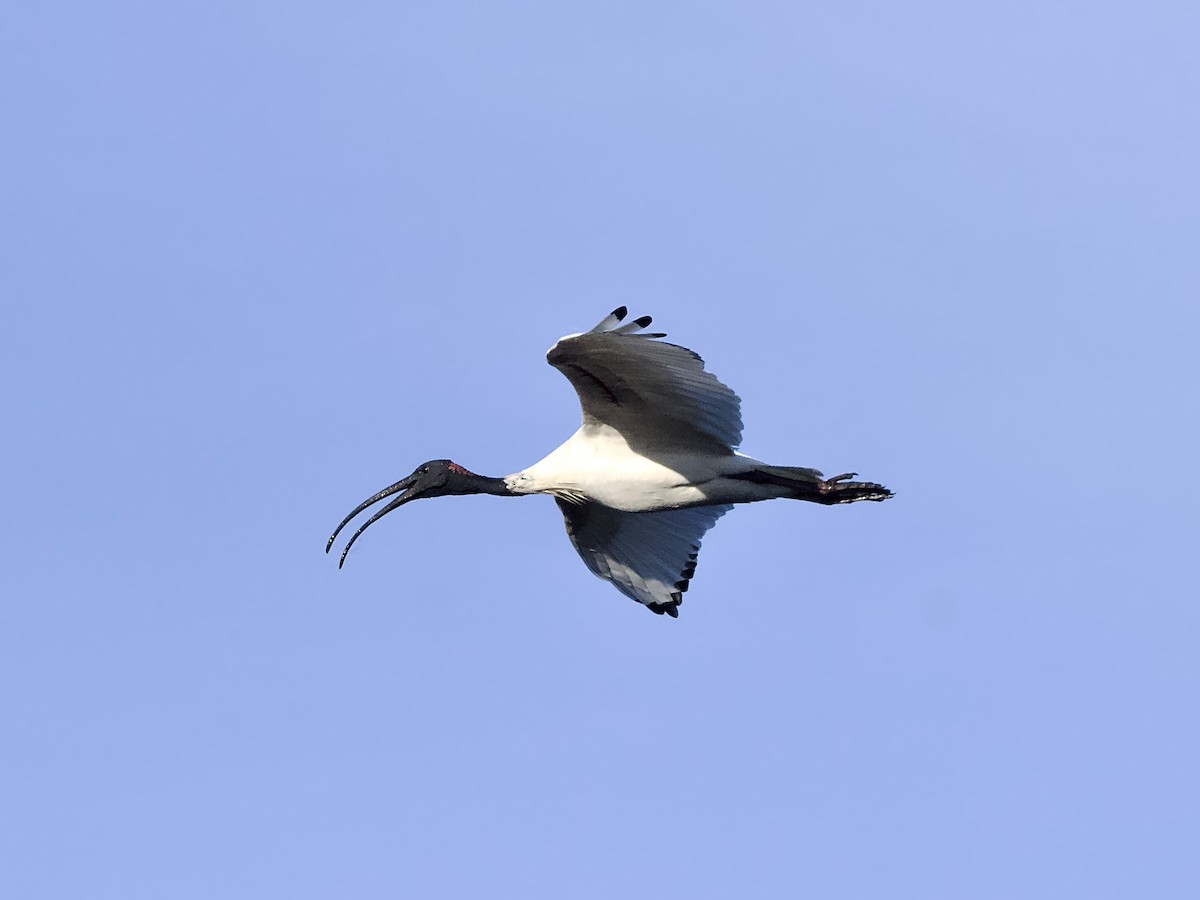 Australian Ibis - ML638827058