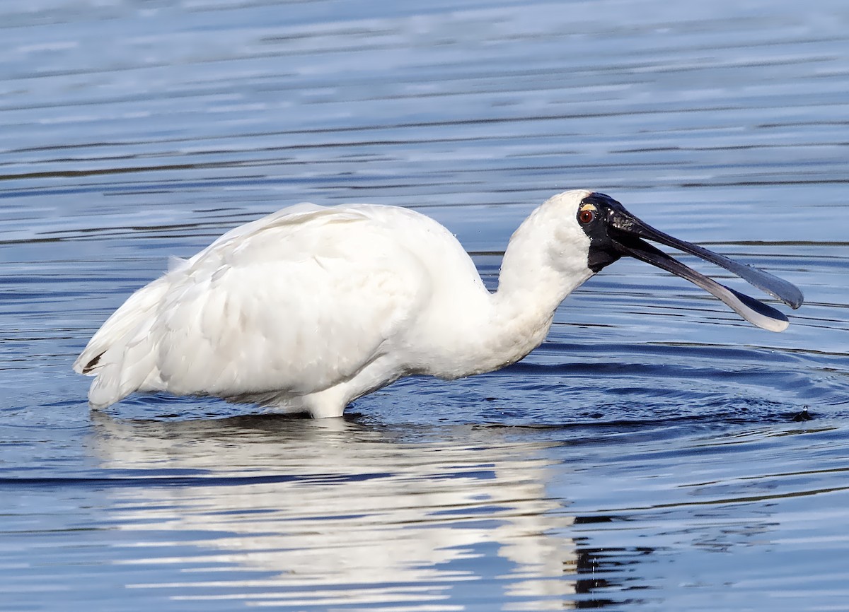 Royal Spoonbill - ML638827059