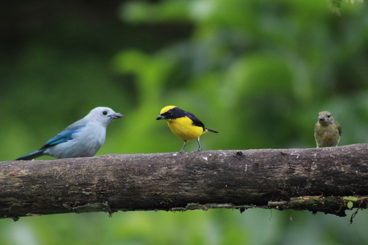 Thick-billed Euphonia - ML638827066