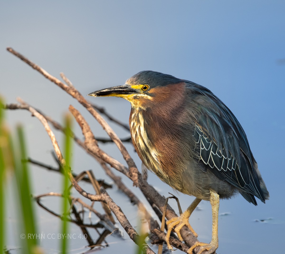 Koartzatxo berdea - ML638827072