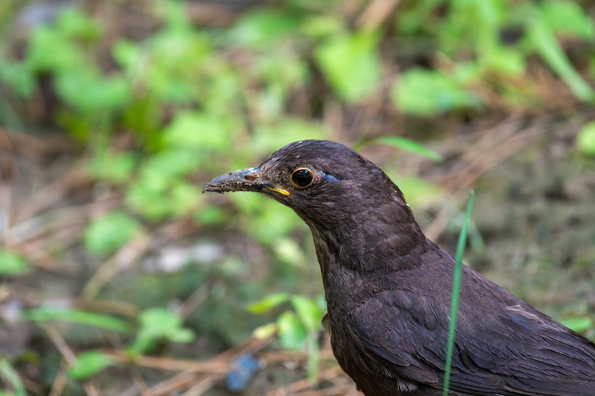 Chinese Blackbird - ML638827078