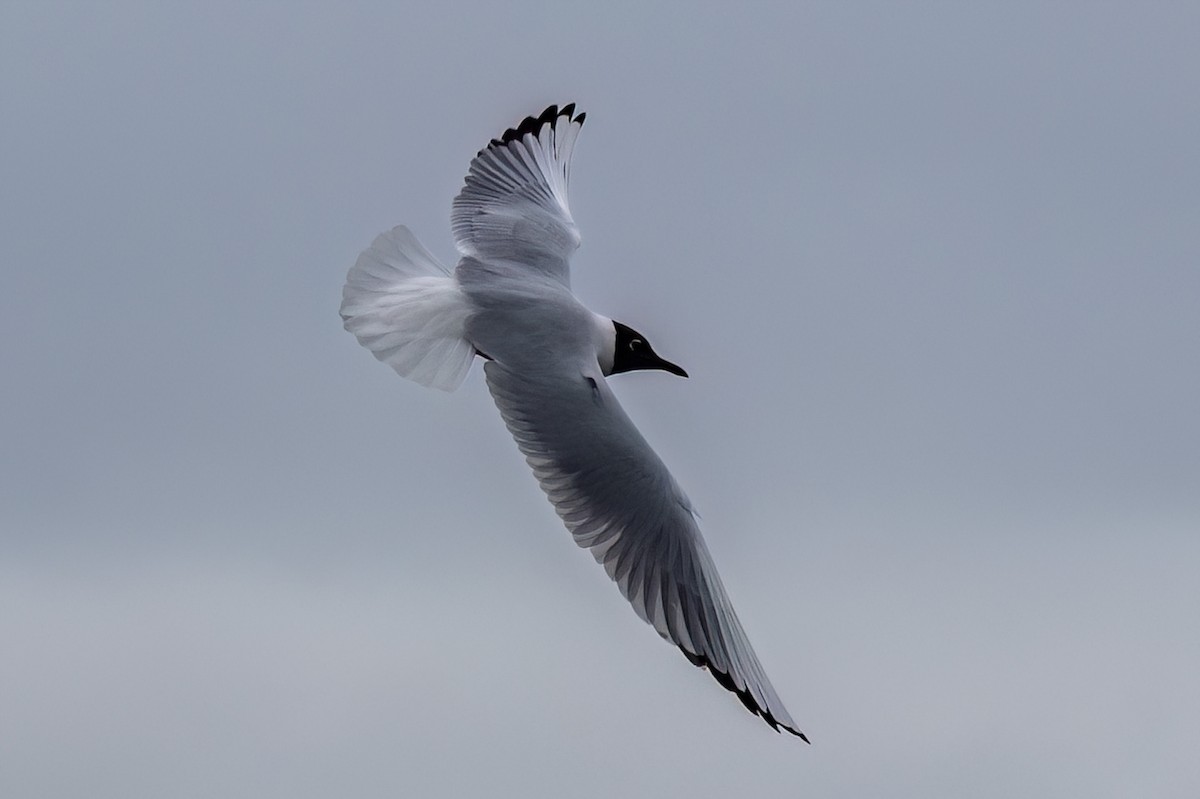 Black-headed Gull - ML638827089
