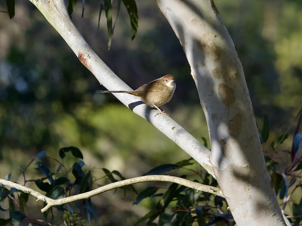 Tawny Grassbird - ML638827092