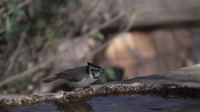 Bridled Titmouse - ML638827093