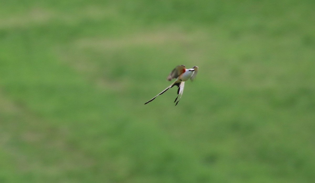 Scissor-tailed Flycatcher - ML638827104