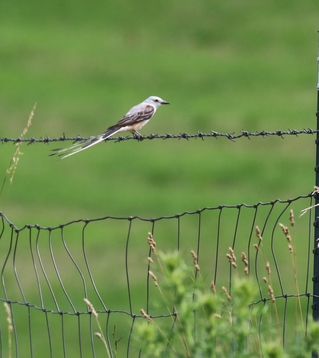 Scissor-tailed Flycatcher - ML638827105