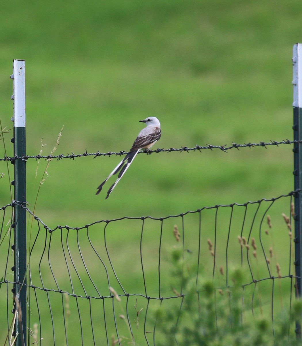 Scissor-tailed Flycatcher - ML638827106