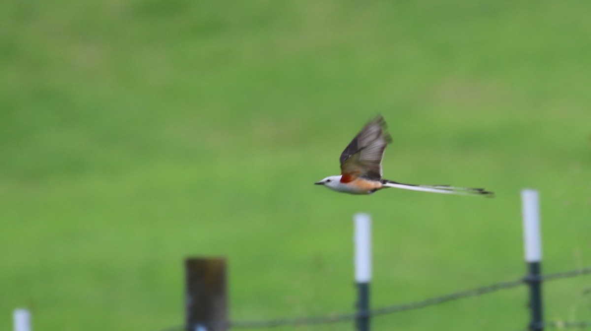 Scissor-tailed Flycatcher - ML638827107