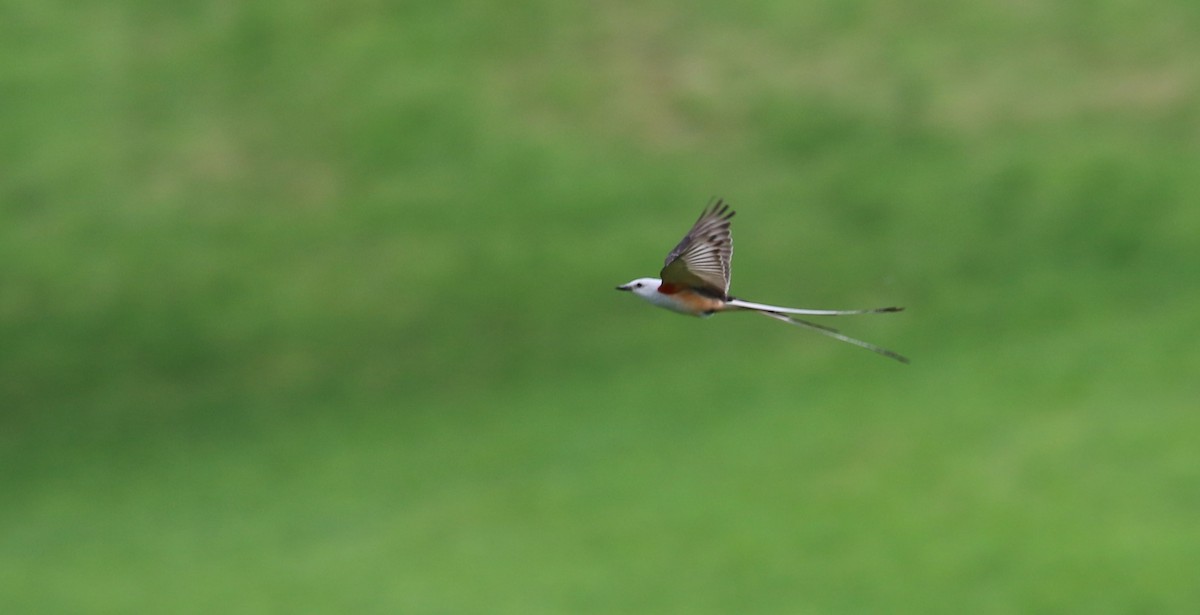 Scissor-tailed Flycatcher - ML638827108