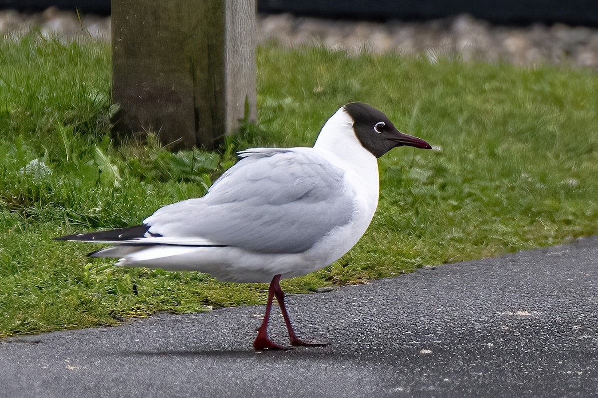 Black-headed Gull - ML638827120