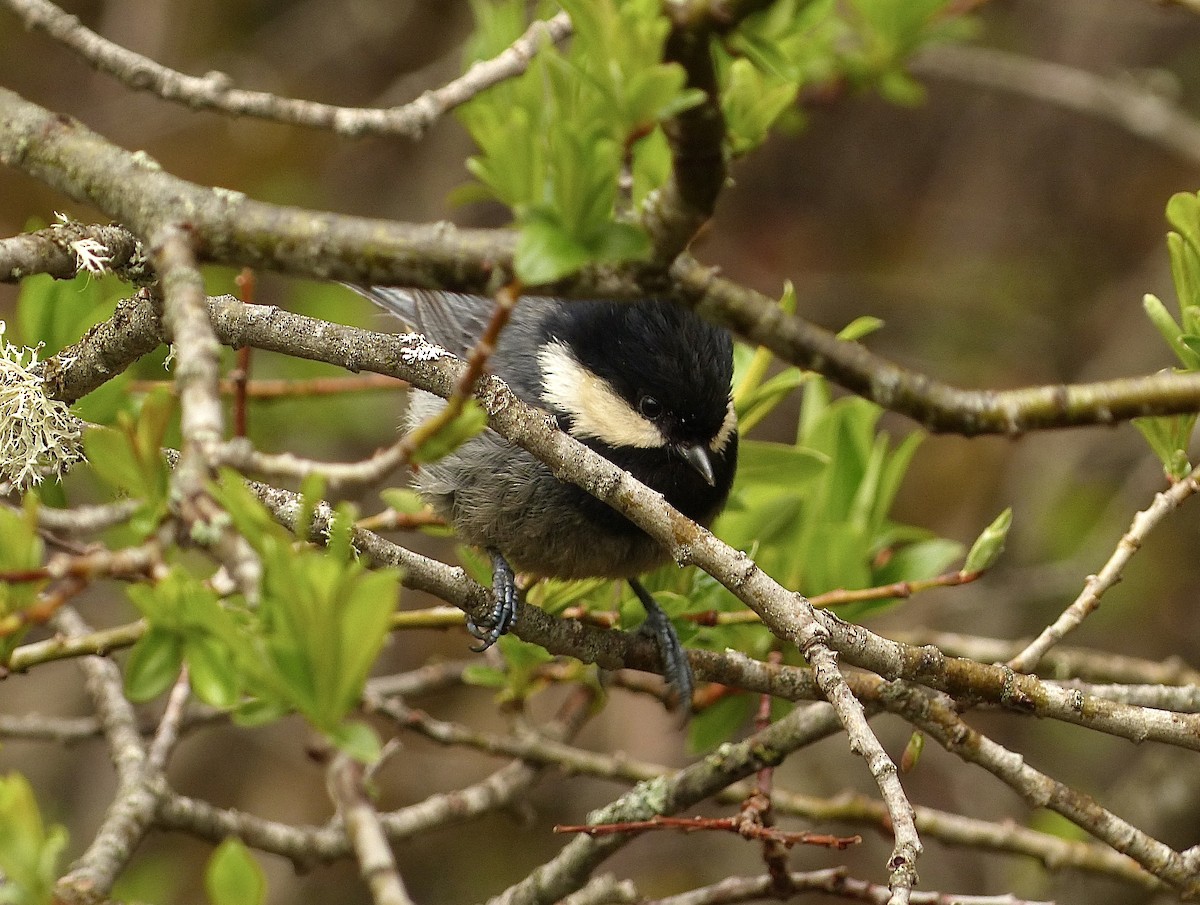 Rufous-vented Tit - ML638827129