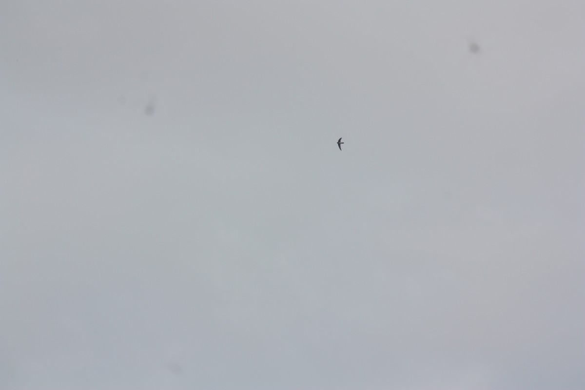 White-rumped Swiftlet - ML638827131