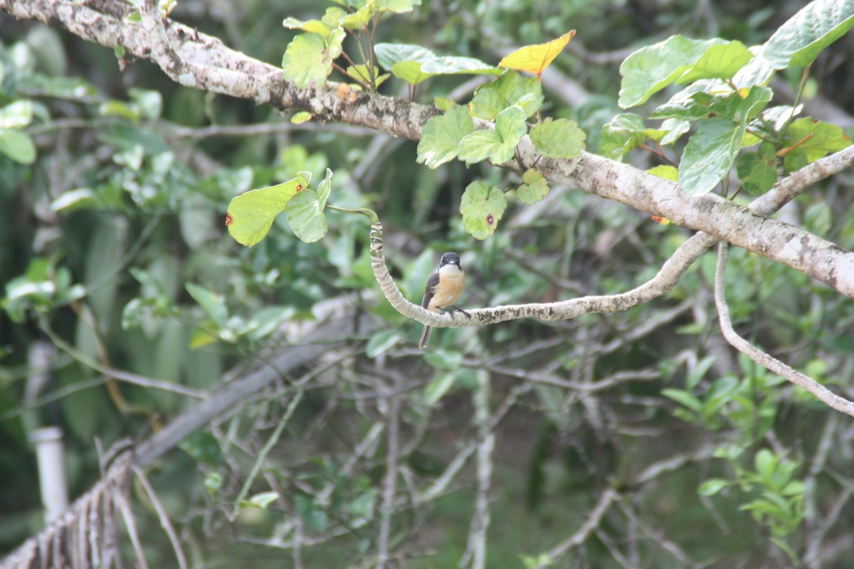 Vanikoro Flycatcher - ML638827143