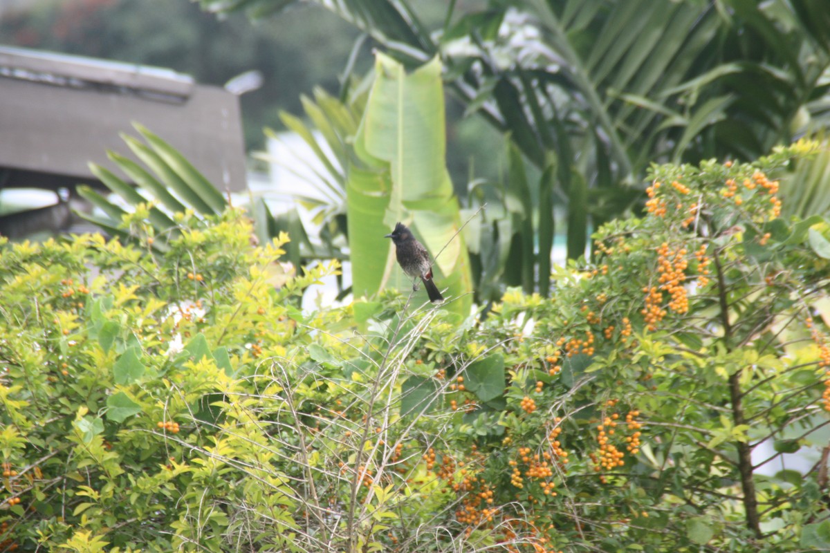 Red-vented Bulbul - ML638827147
