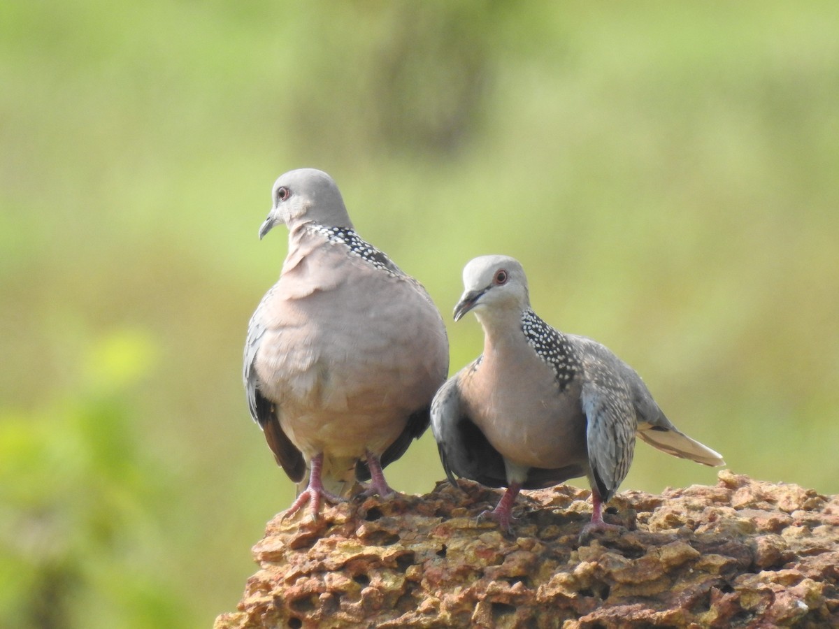 Spotted Dove - ML638827148