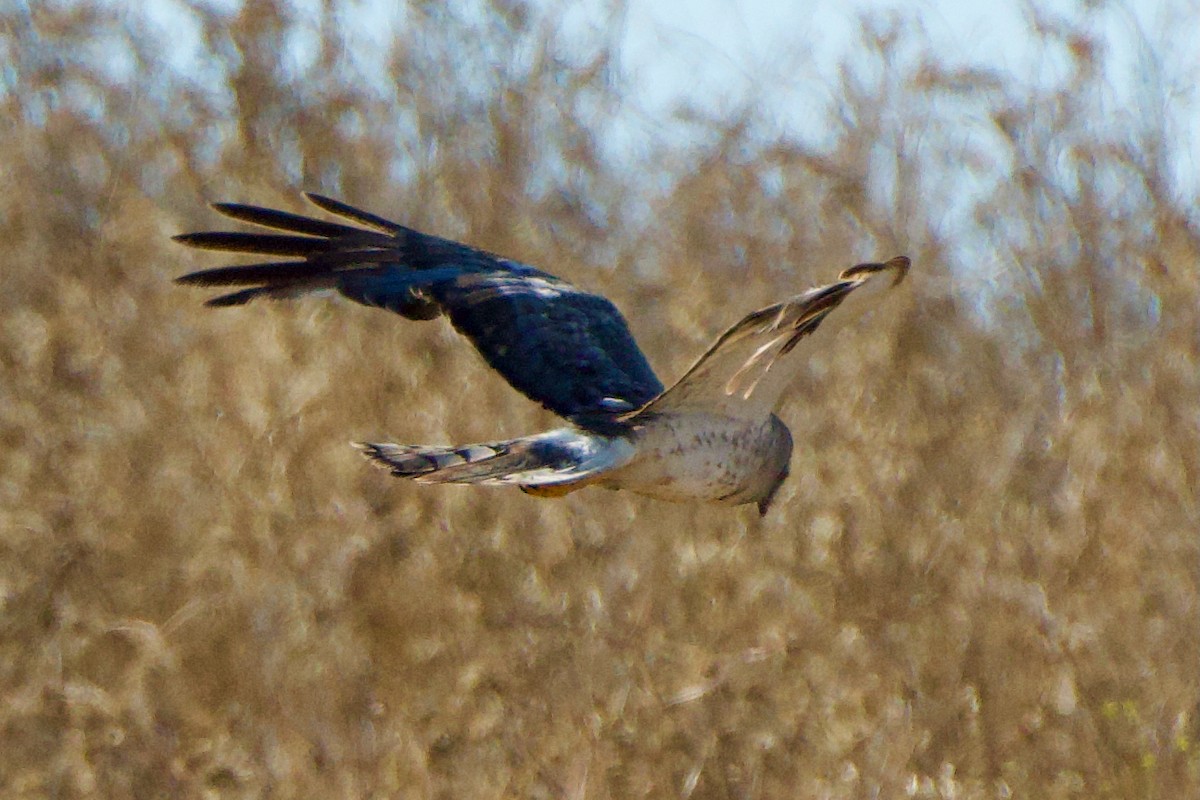 Northern Harrier - ML638827170