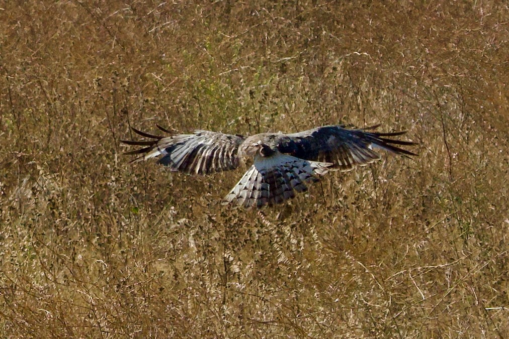 Northern Harrier - ML638827171