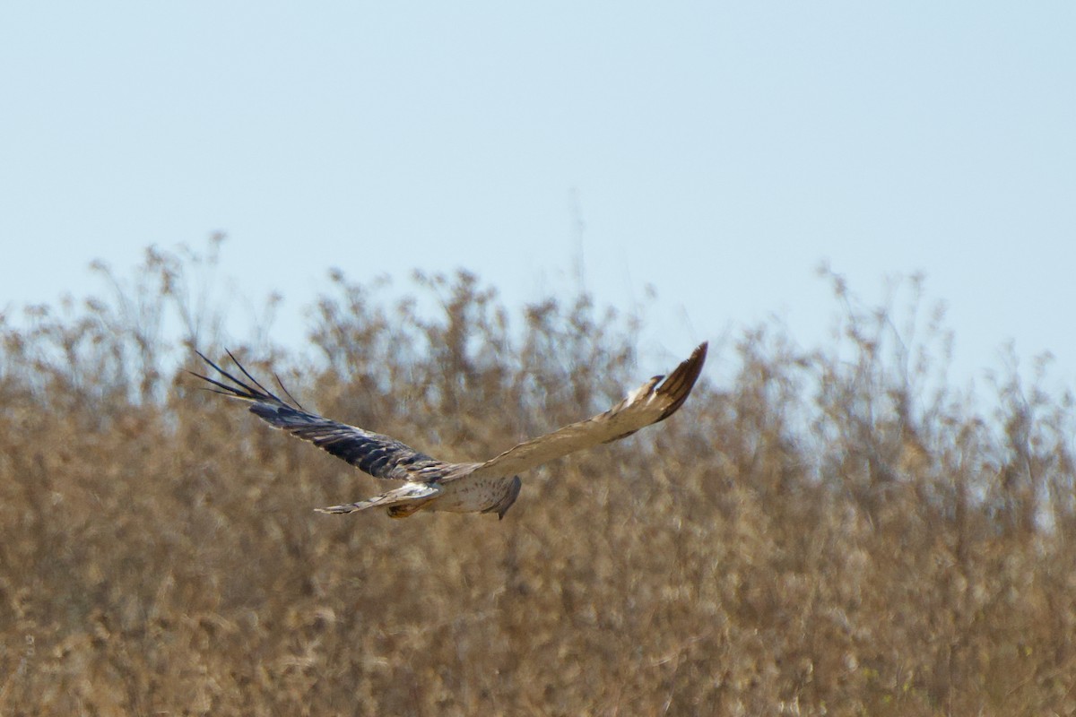Northern Harrier - ML638827172