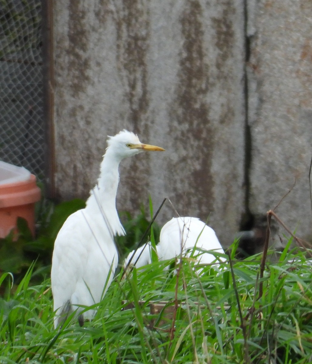 Eastern Cattle-Egret - ML638827176