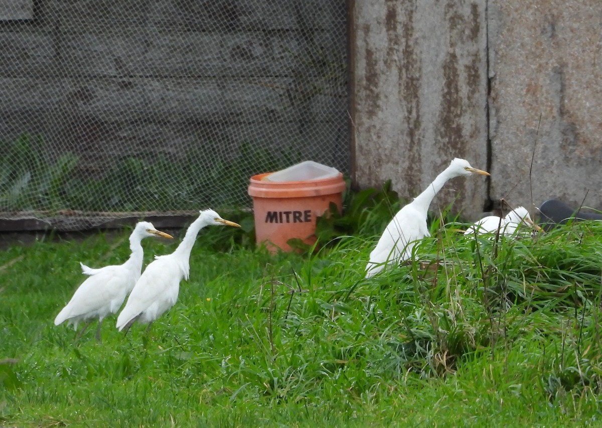 Eastern Cattle-Egret - ML638827181