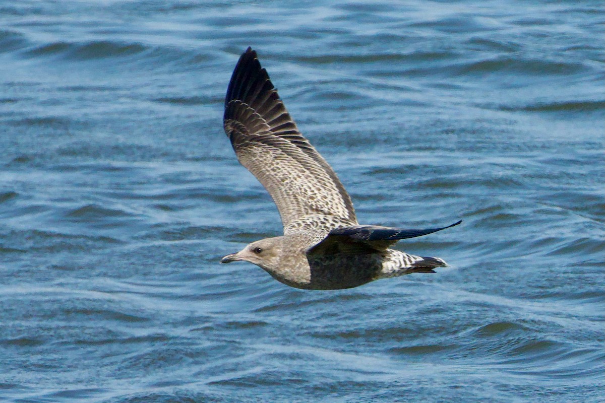 gull sp. - ML638827186